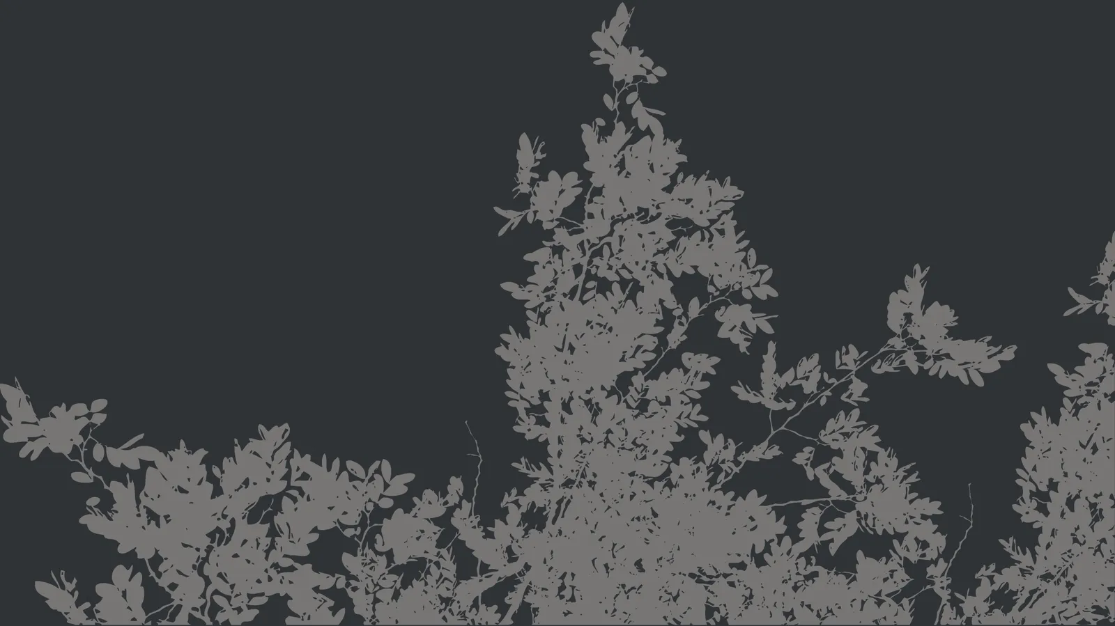 Motif : Fleurs de cerisier, dessin seul sans mise en situation